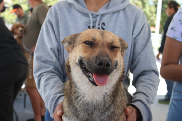 ESTE VIERNES, SERVICIOS VETERINARIOS, ESTERILIZACIONES Y VACUNAS GRATUITAS EN MARAVILLAS