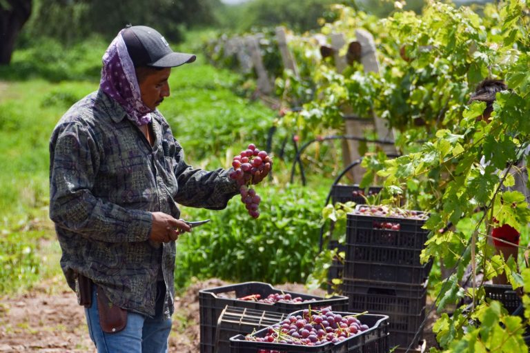 AGUASCALIENTES ES EL 4° PRODUCTOR DE UVA EN EL PAÍS; TERE JIMÉNEZ ENTREGA APOYOS QUE FORTALECERÁN AL SECTOR