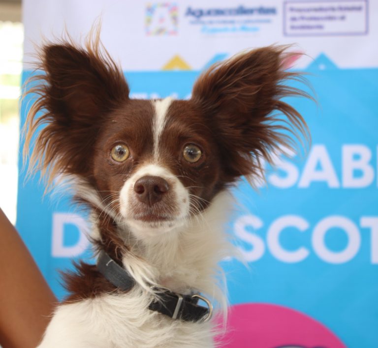 GOBIERNO DEL ESTADO LLEVARÁ SERVICIOS VETERINARIOS GRATUITOS A PABELLÓN DE ARTEAGA