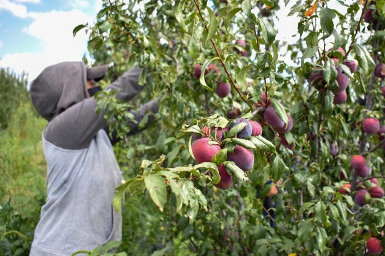 GOBIERNO DEL ESTADO IMPULSA LA COMPETITIVIDAD DEL CAMPO CON EL CULTIVO DE CIRUELA