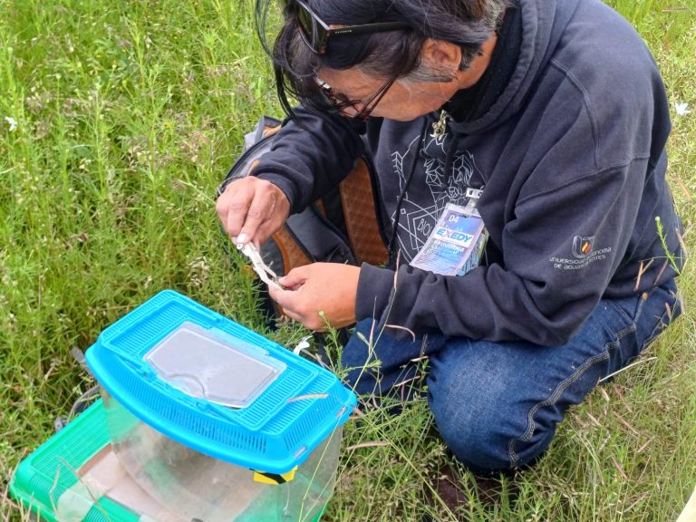 UAA PARTICIPA EN ACCIONES DE CONSERVACIÓN Y LIBERACIÓN DE EJEMPLARES DE RANA DE MADRIGUERA 